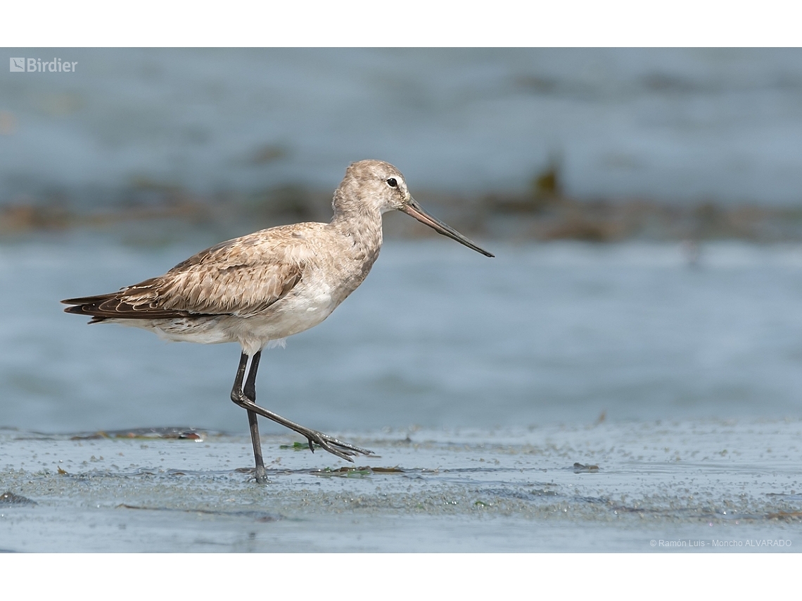 Limosa haemastica