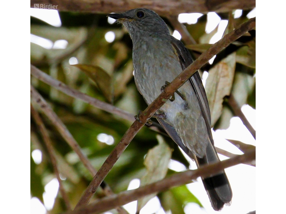 Lipaugus vociferans