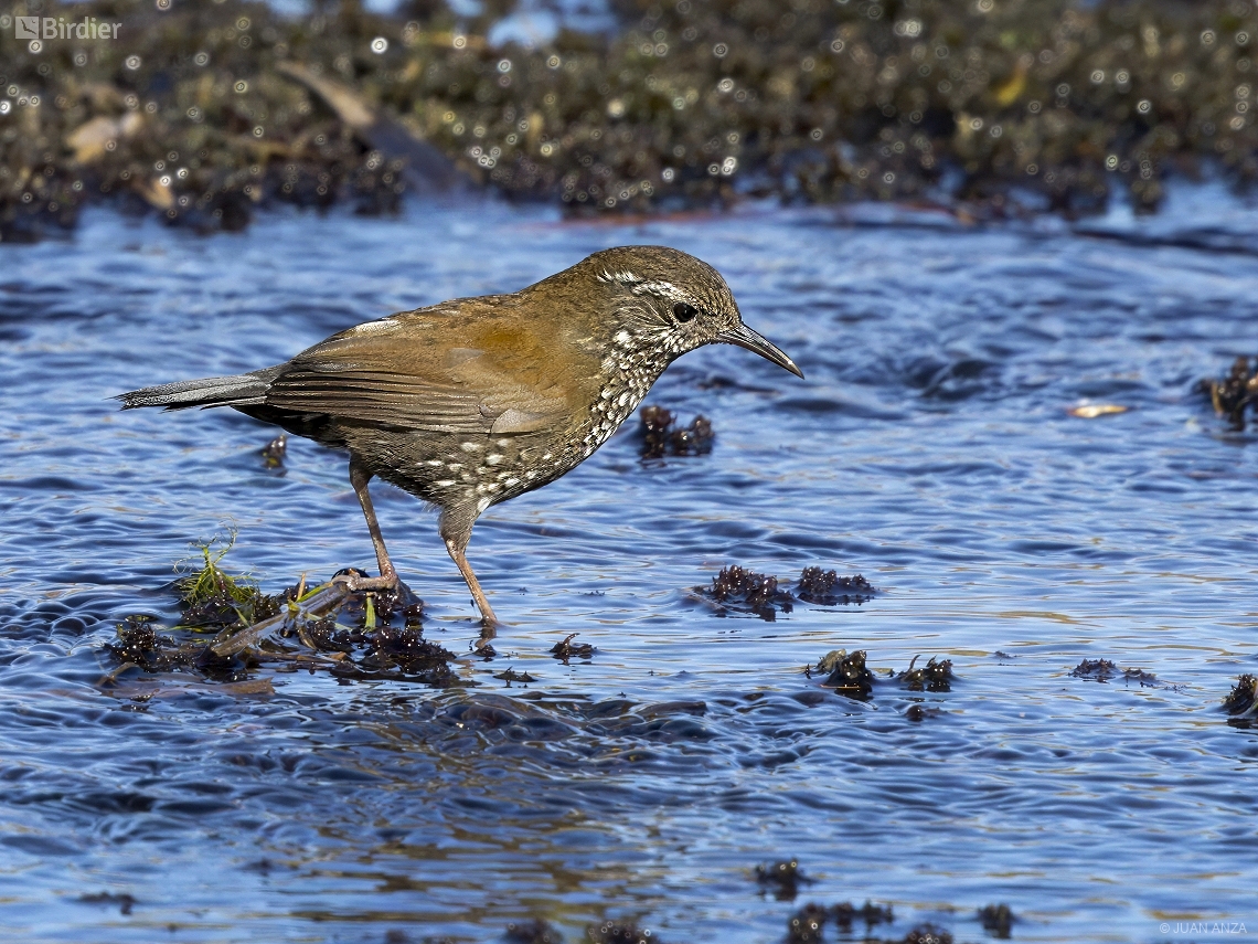 Lochmias nematura