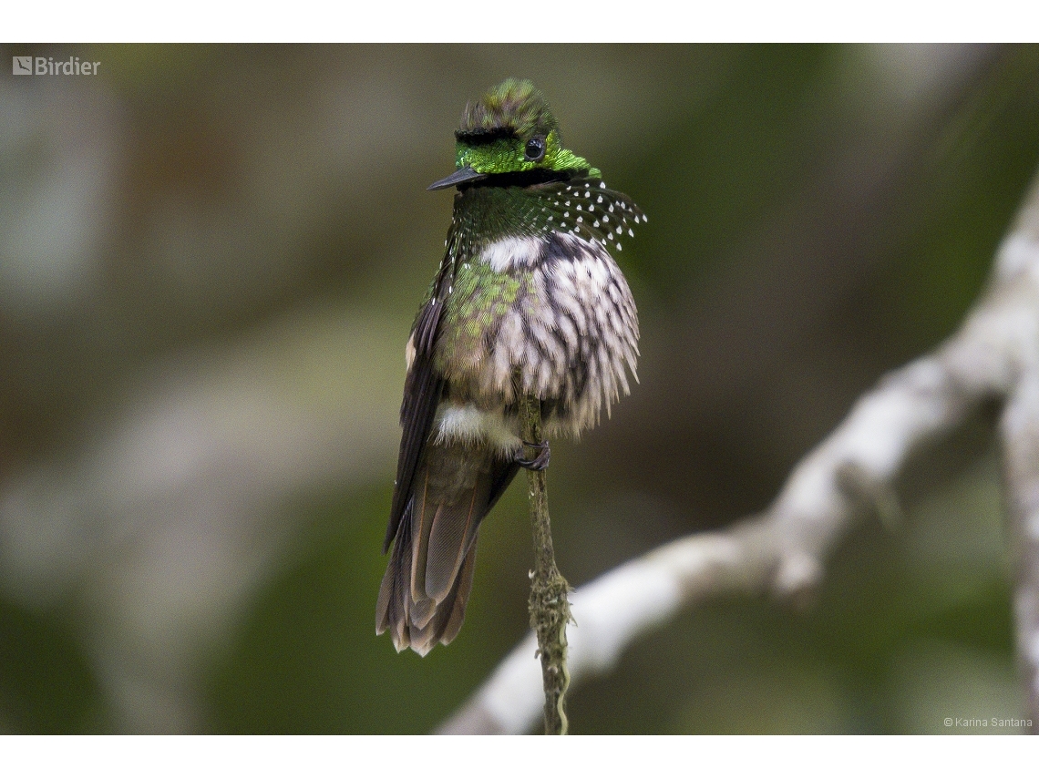 Lophornis chalybeus