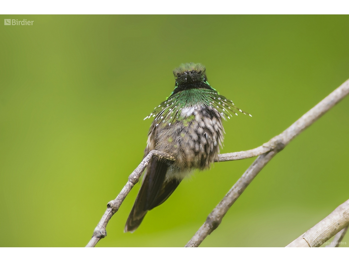 Lophornis chalybeus