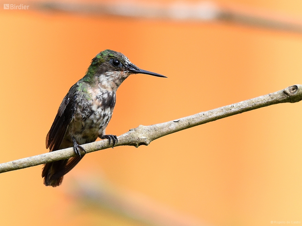 Lophornis chalybeus