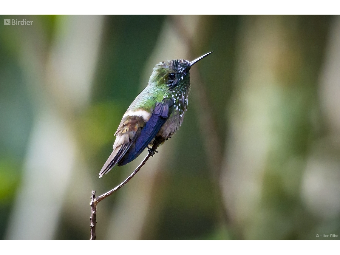 Lophornis chalybeus