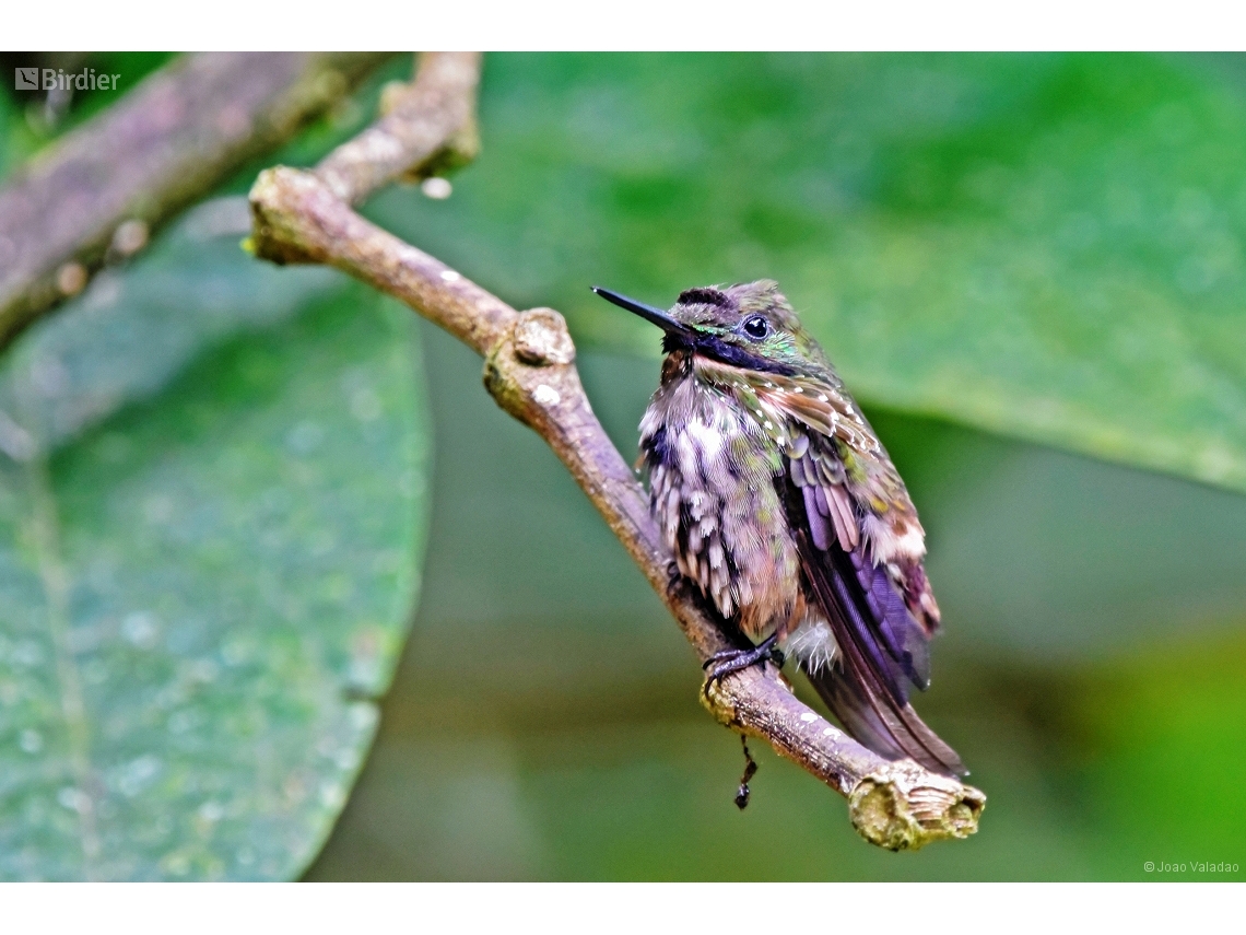 Lophornis chalybeus