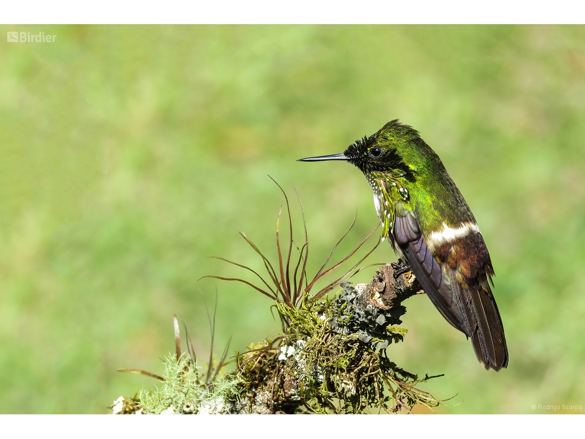 Lophornis chalybeus