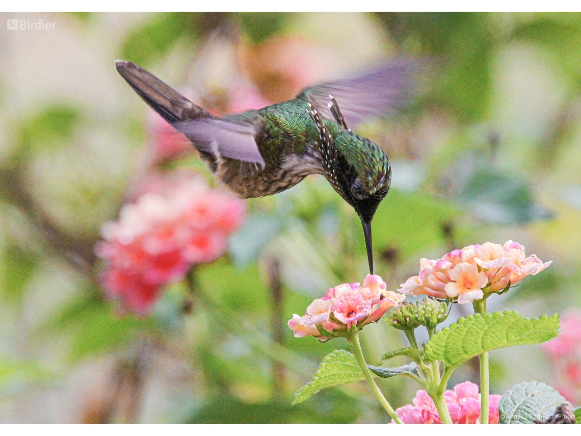 Lophornis chalybeus