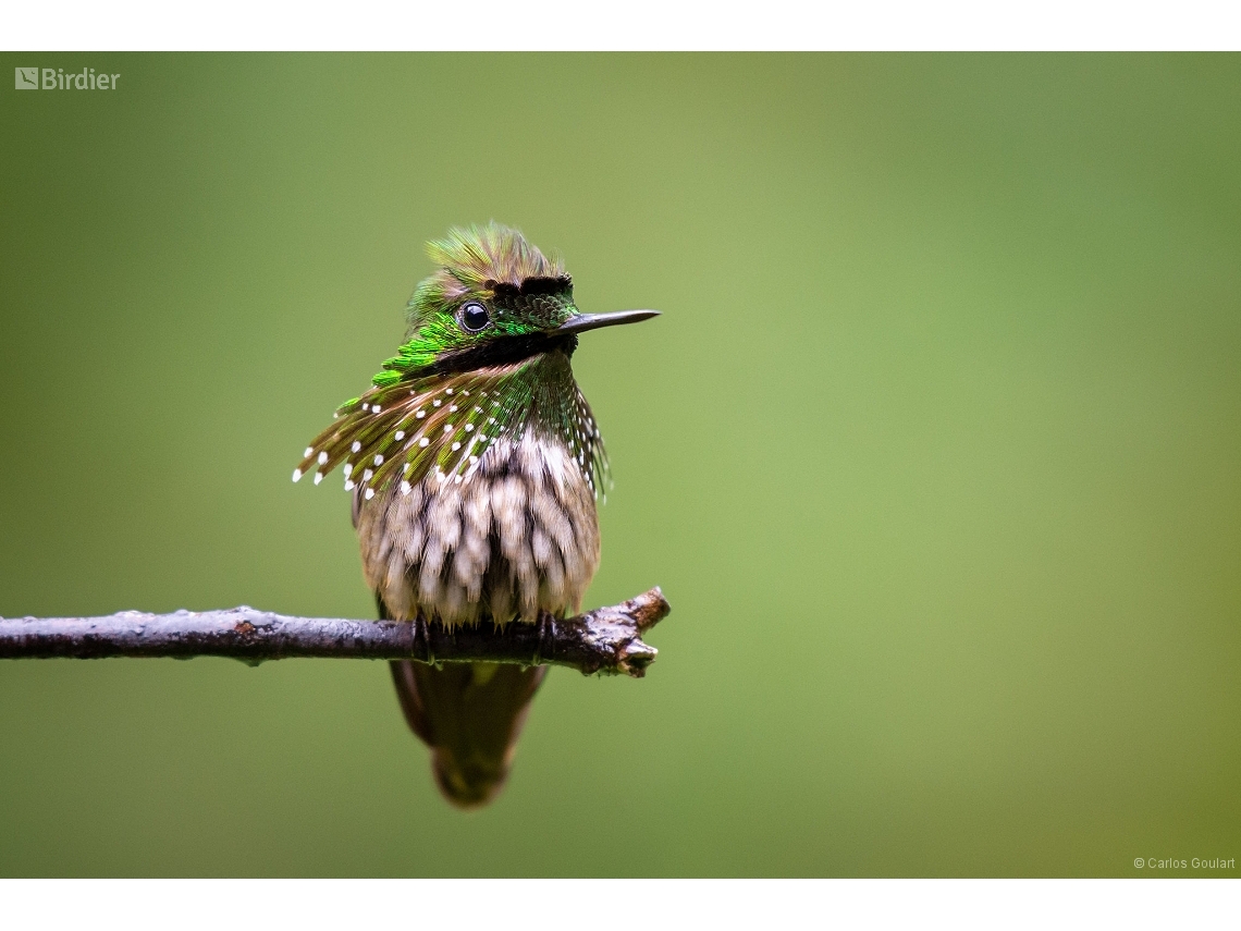 Lophornis chalybeus