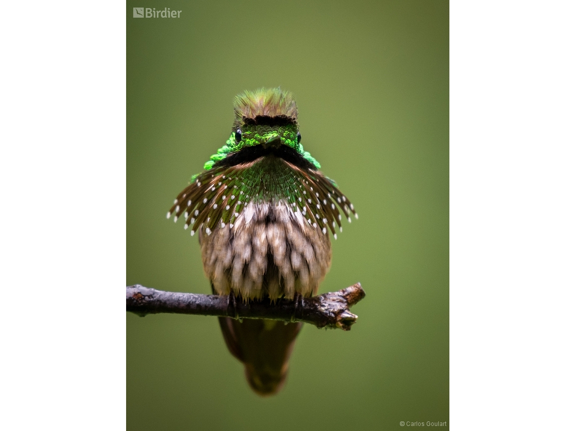Lophornis chalybeus
