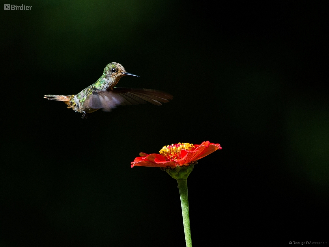 Lophornis magnificus