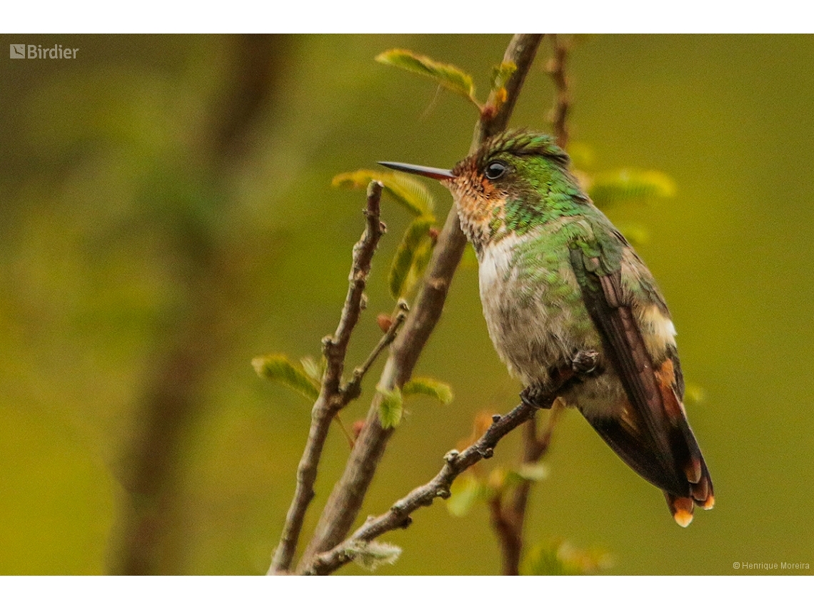 Lophornis magnificus