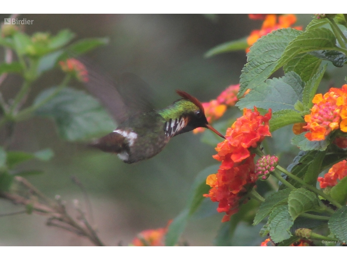 Lophornis magnificus