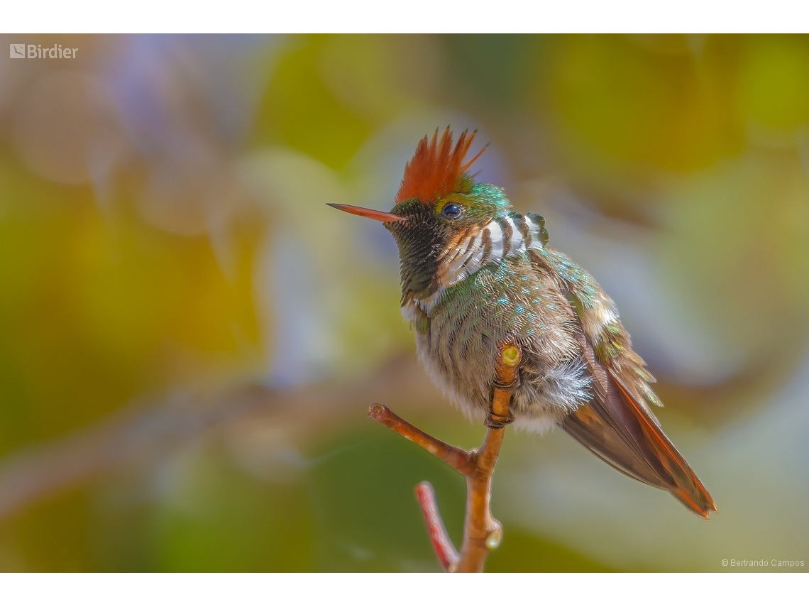 Lophornis magnificus