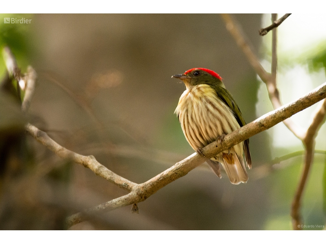 Machaeropterus regulus