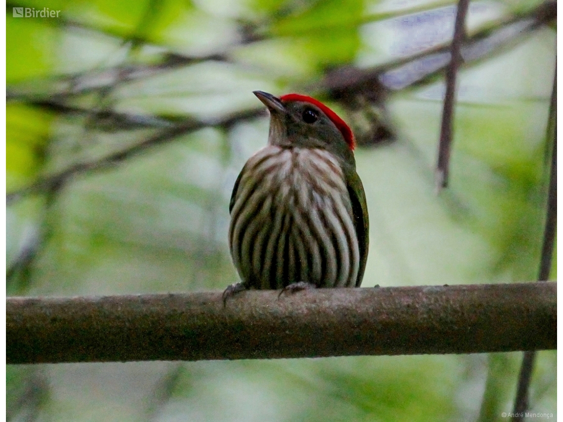 Machaeropterus regulus