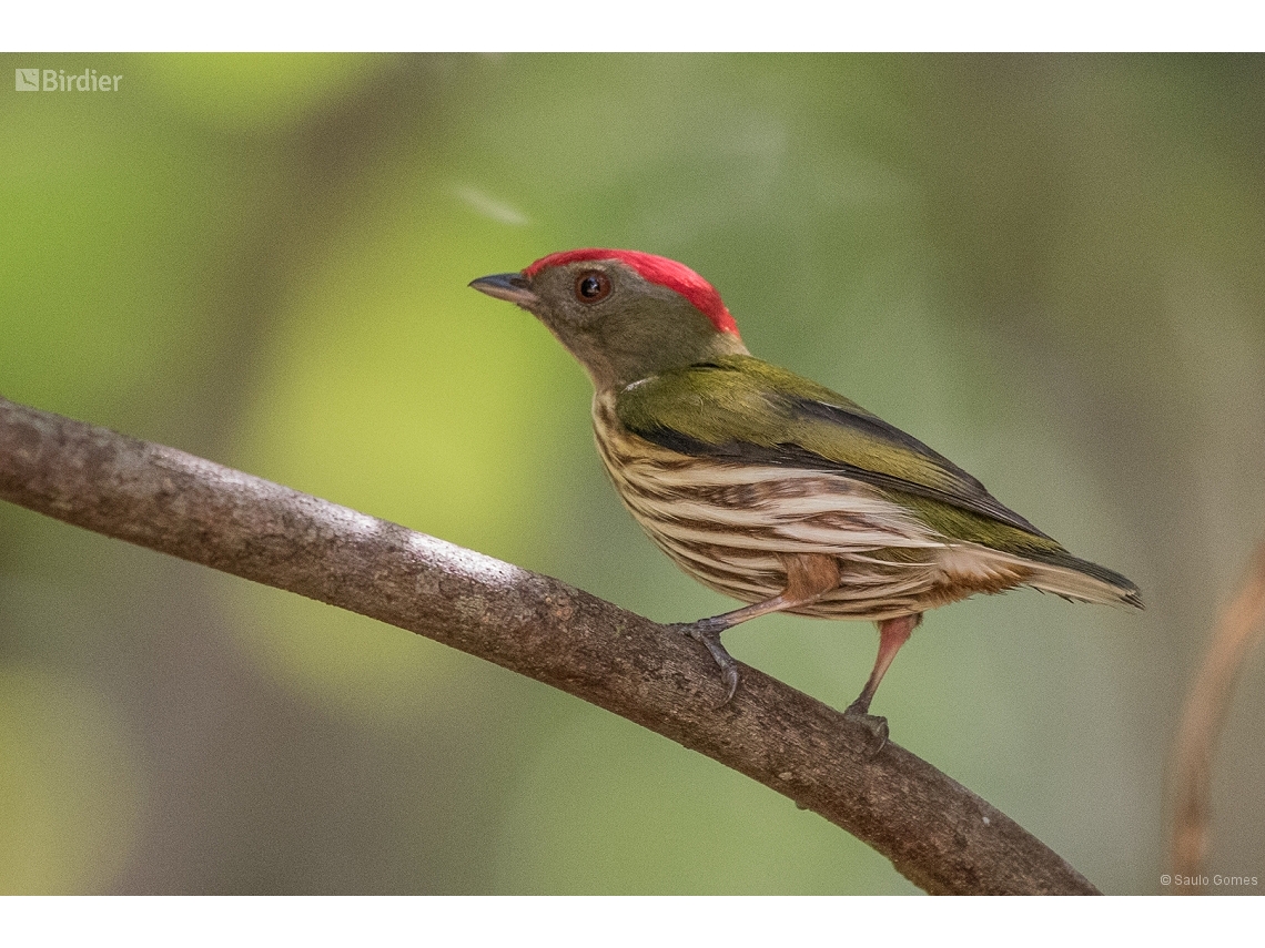 Machaeropterus regulus