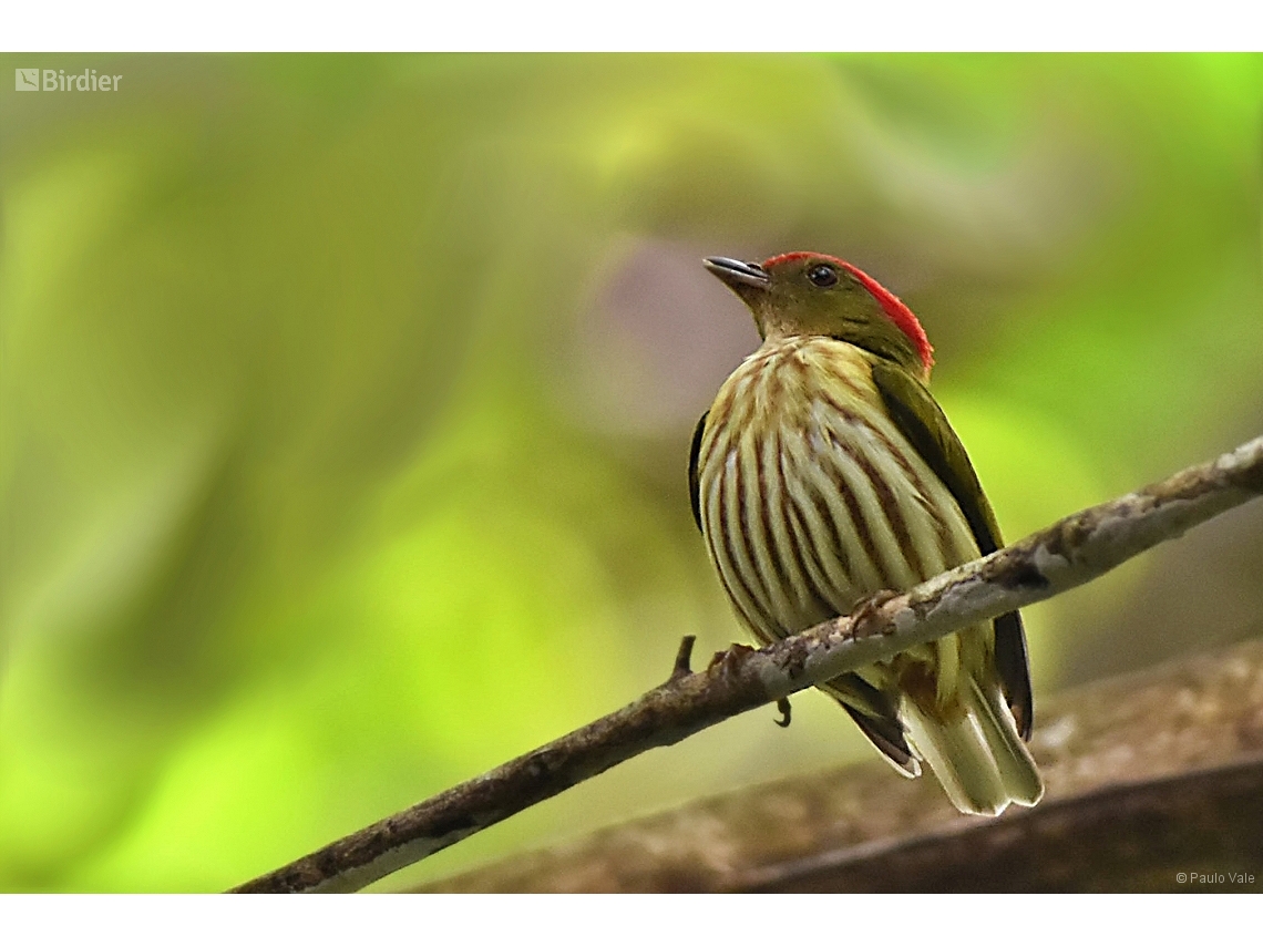 Machaeropterus regulus