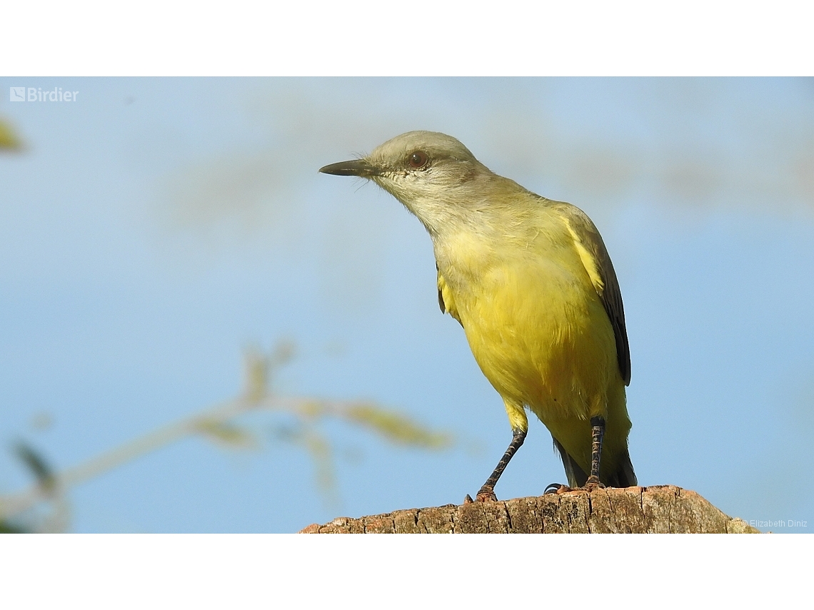 Machetornis rixosa