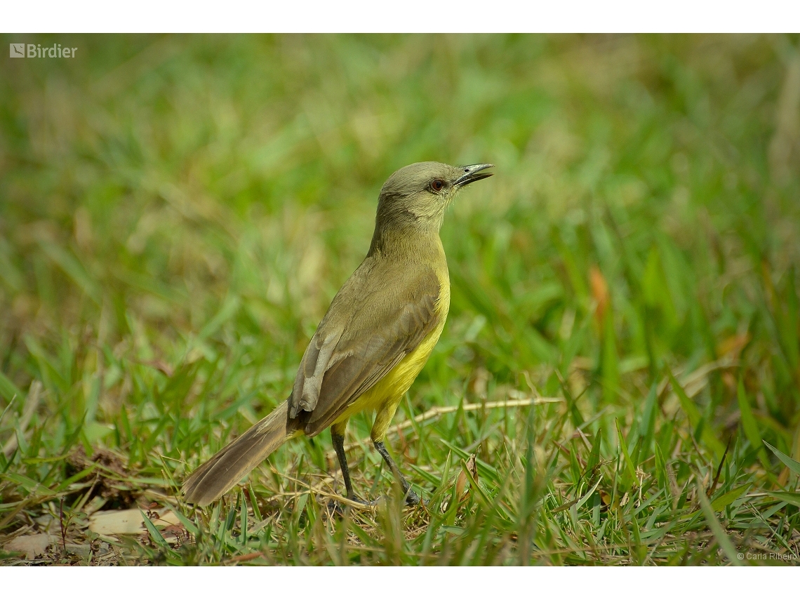 Machetornis rixosa