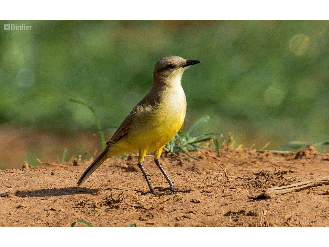 Machetornis rixosa