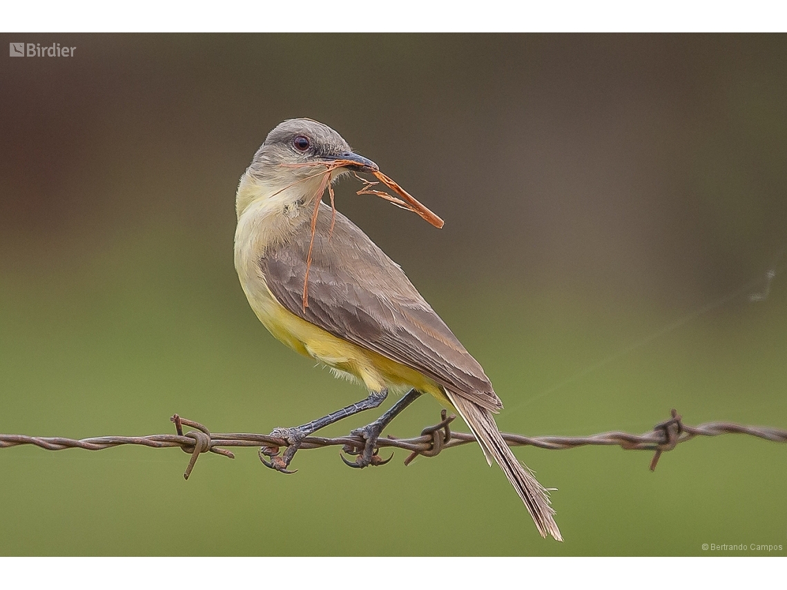 Machetornis rixosa