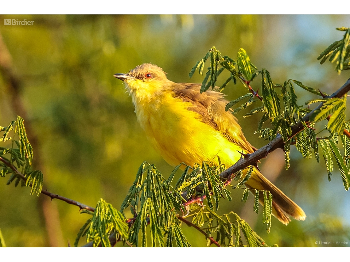 Machetornis rixosa