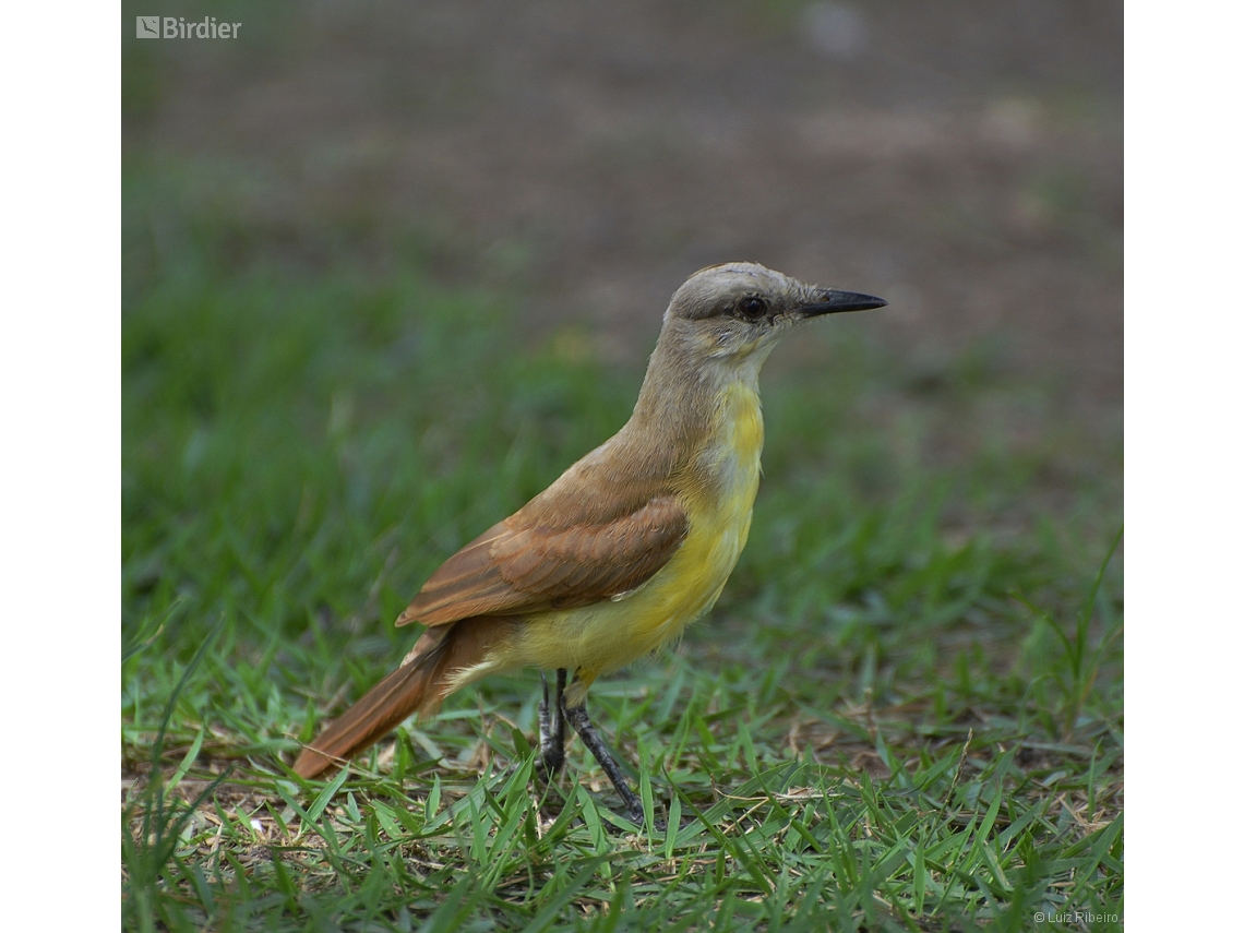 Machetornis rixosa