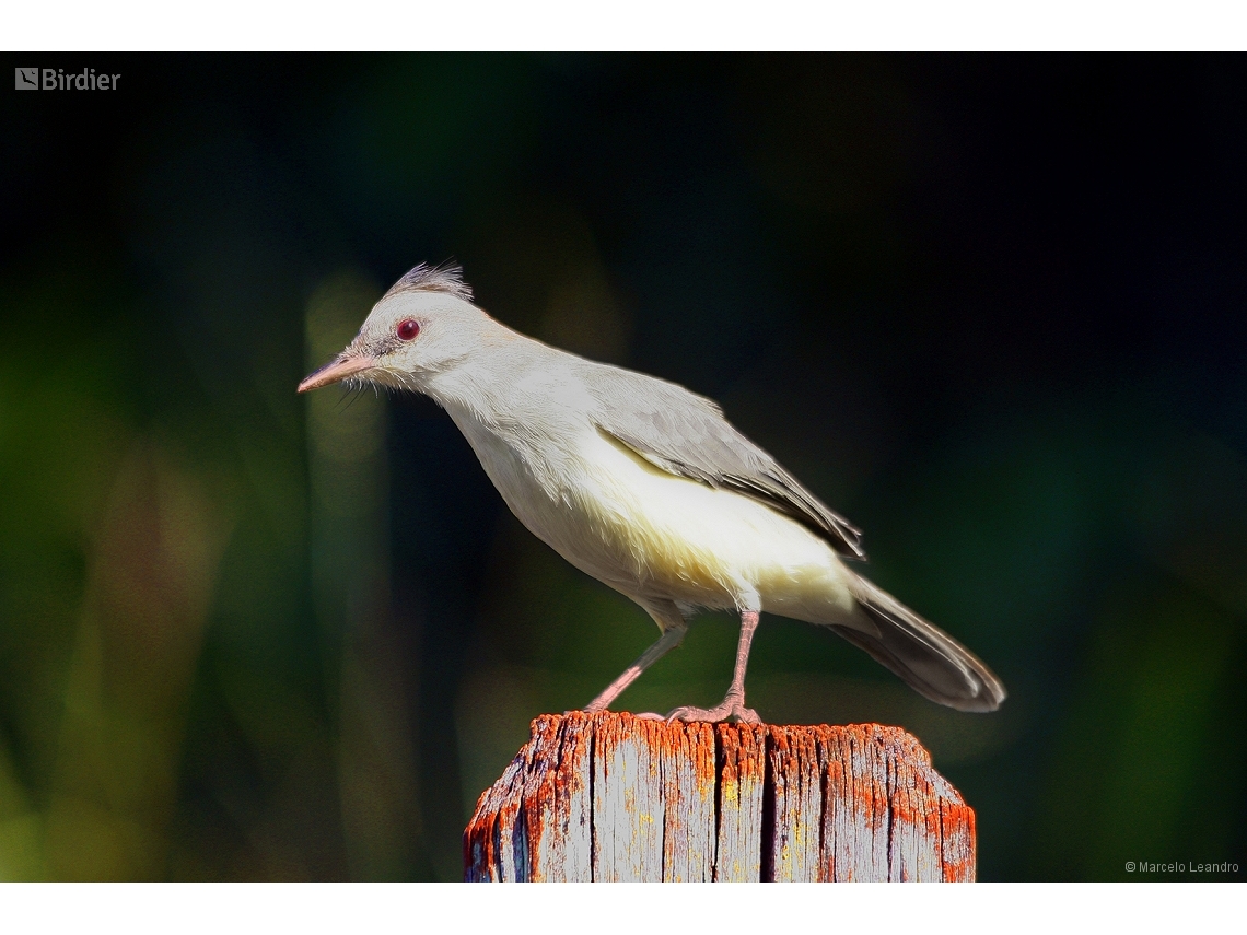 Machetornis rixosa