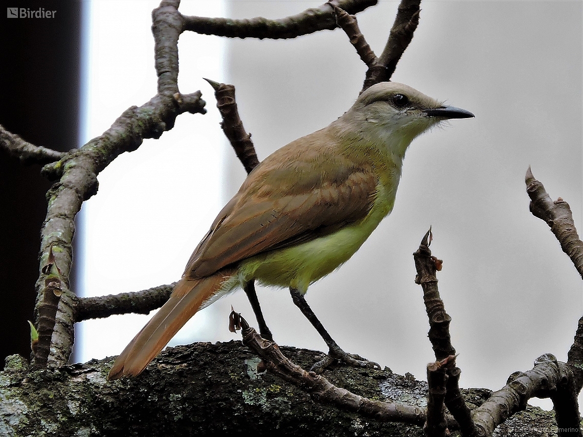 Machetornis rixosa