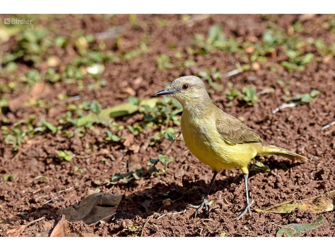 Machetornis rixosa