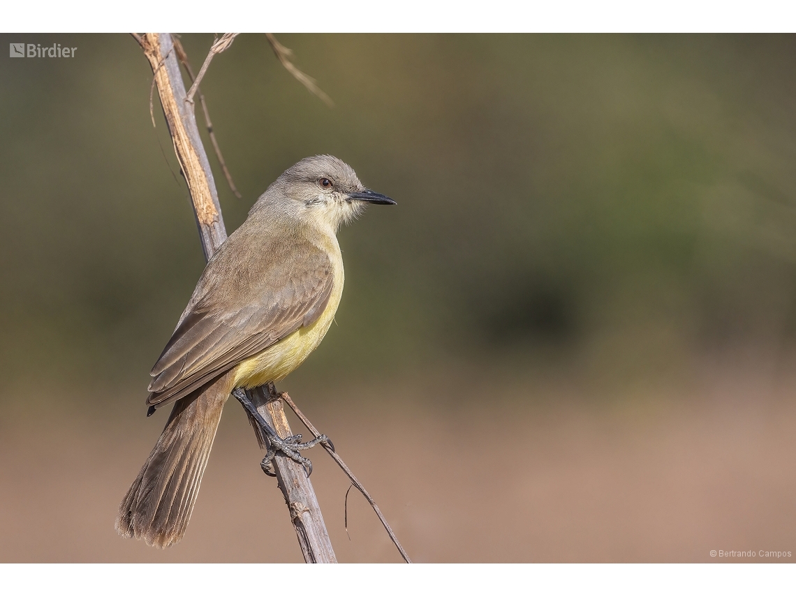 Machetornis rixosa