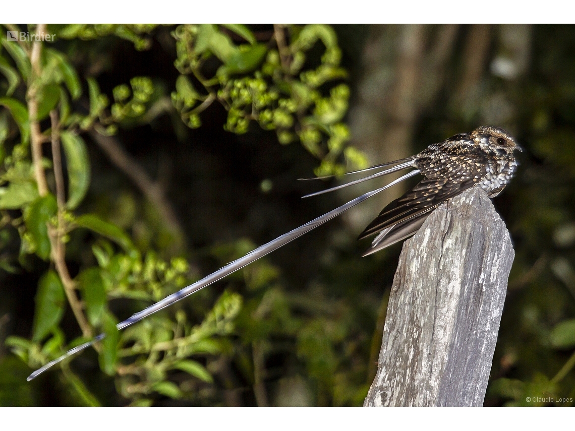 Hydropsalis forcipata