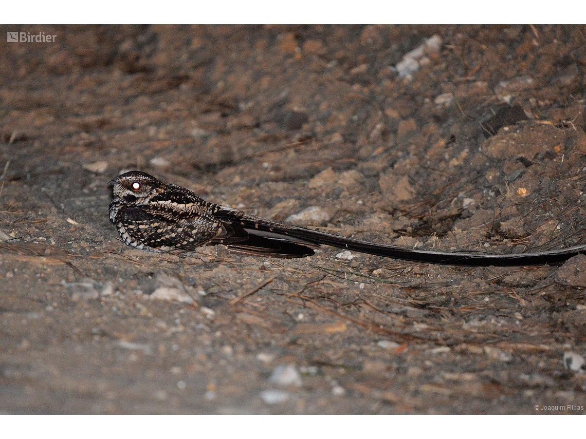 Hydropsalis forcipata