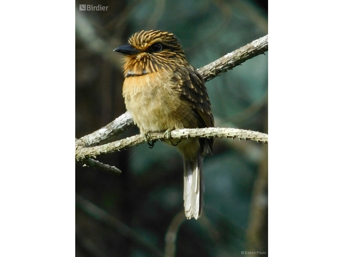 Malacoptila striata