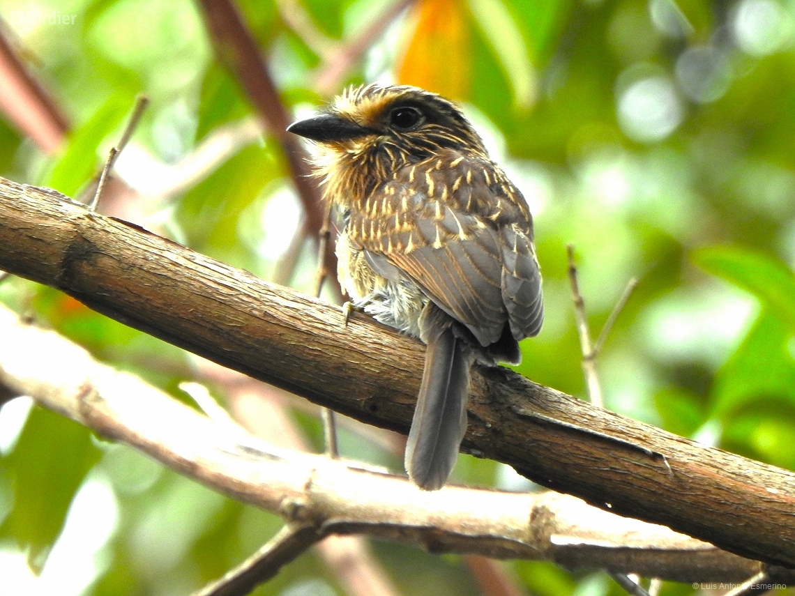Malacoptila striata