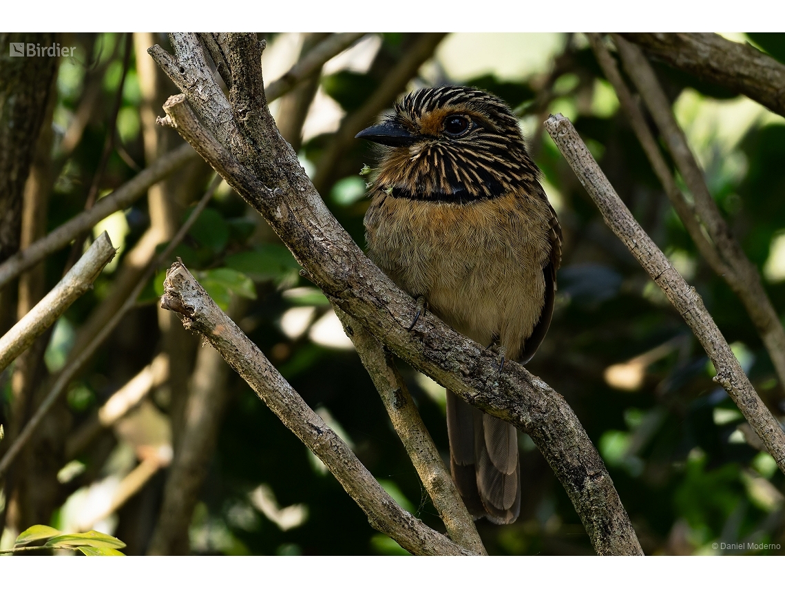 Malacoptila striata