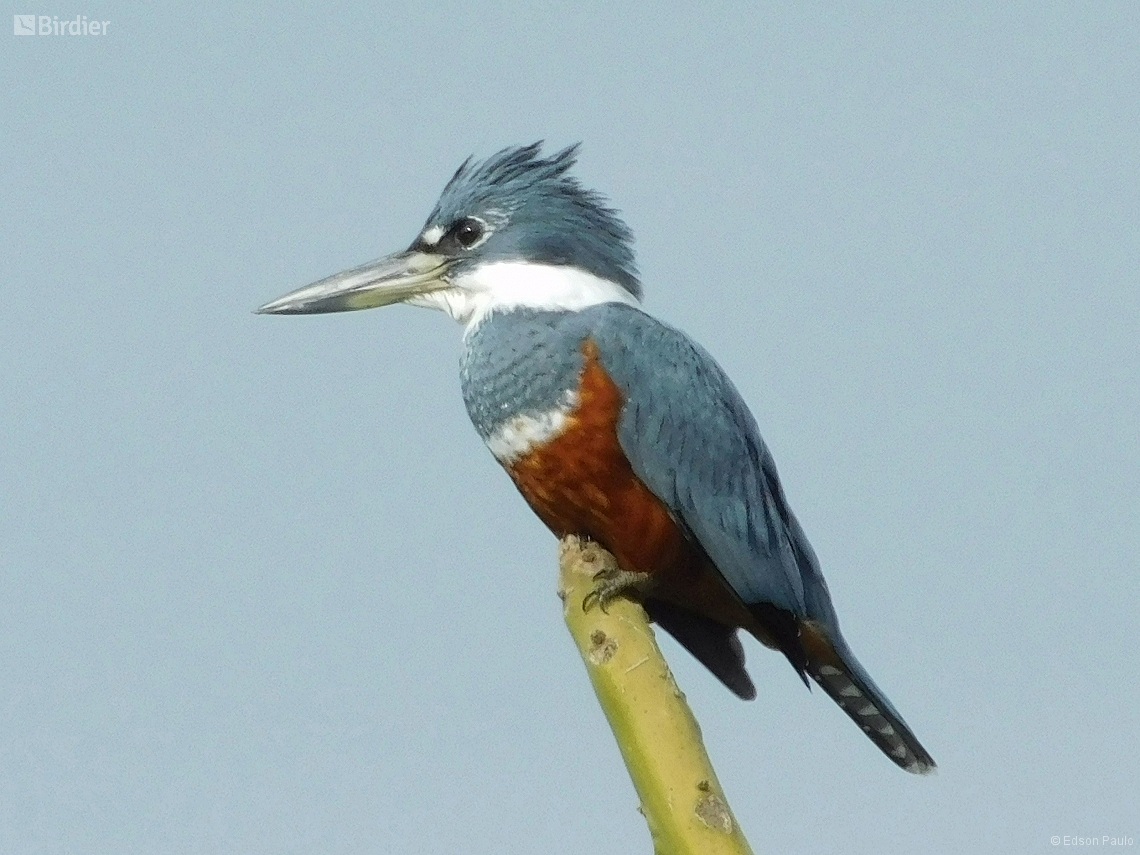 Megaceryle torquata