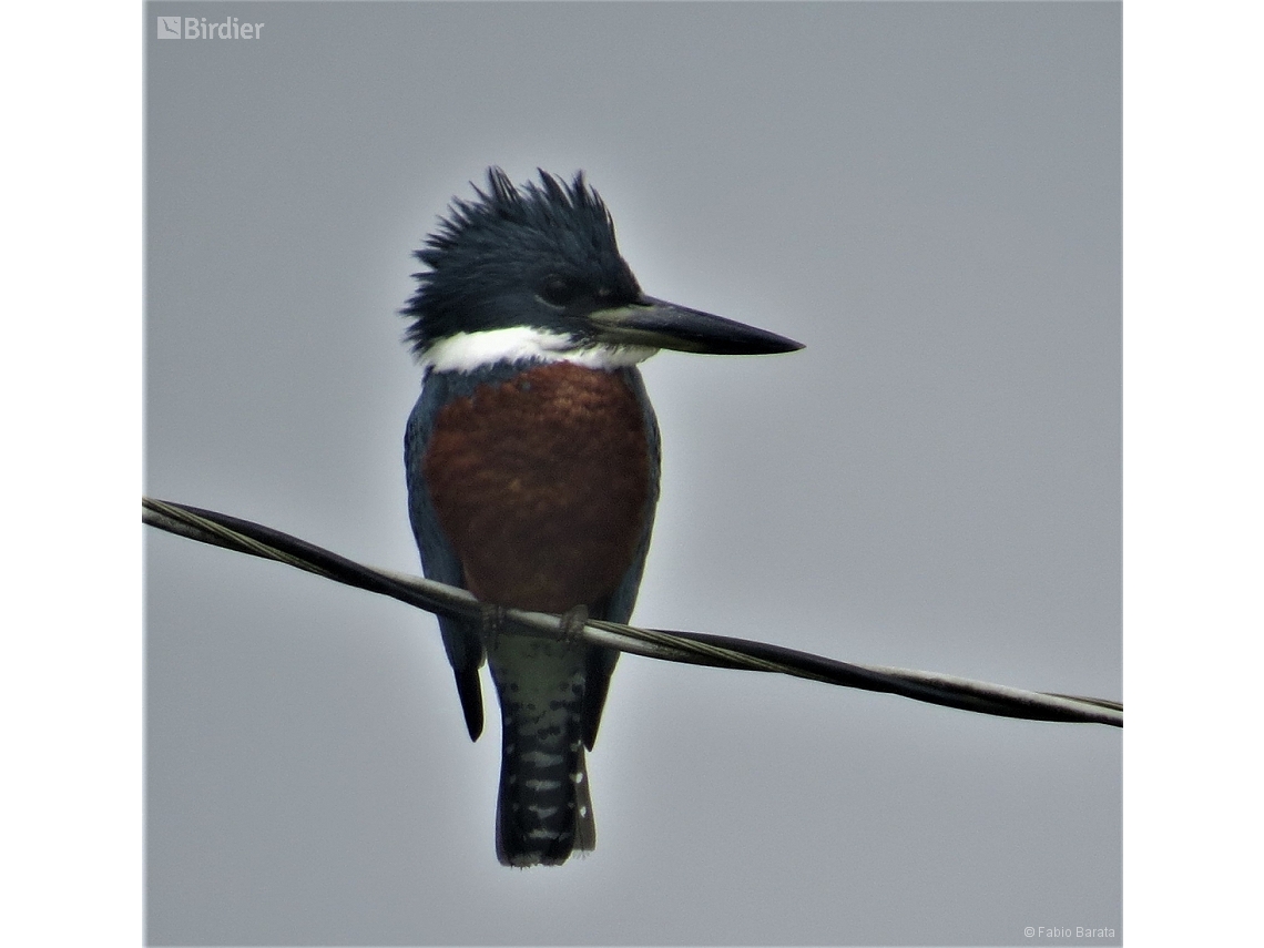 Megaceryle torquata