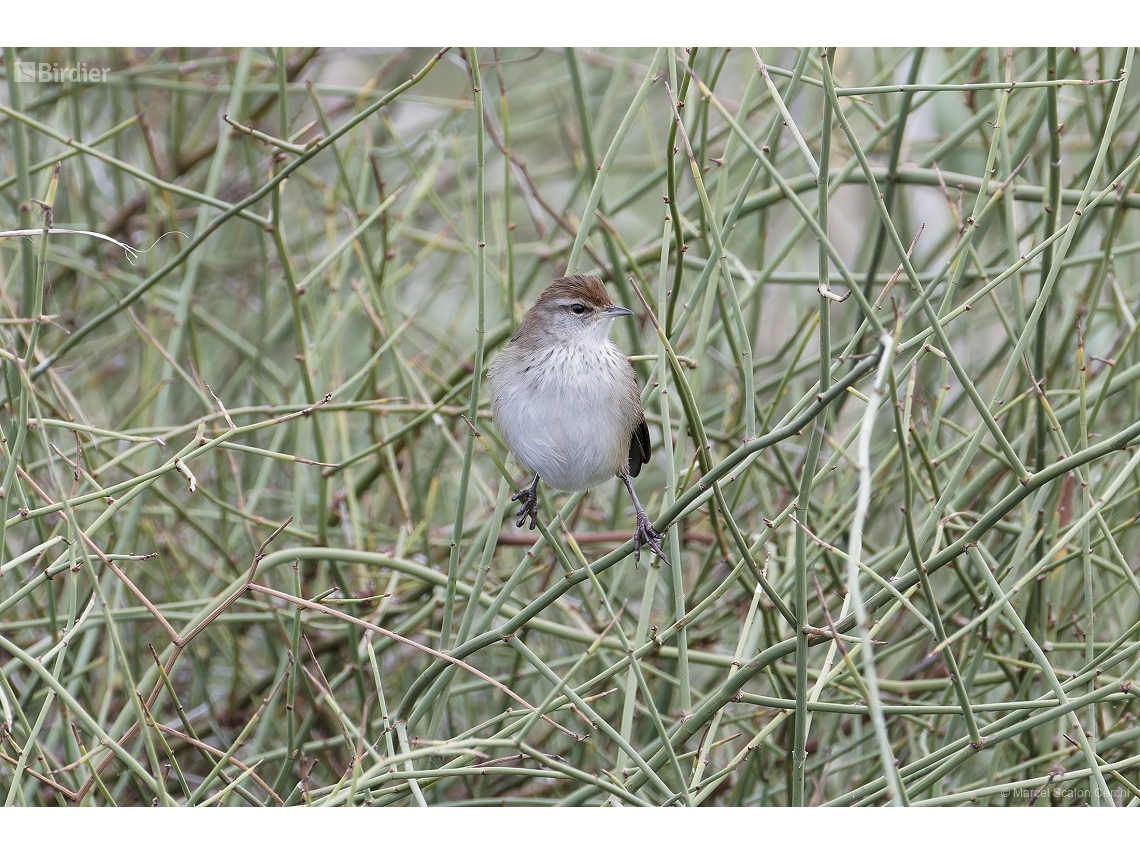 Poodytes gramineus