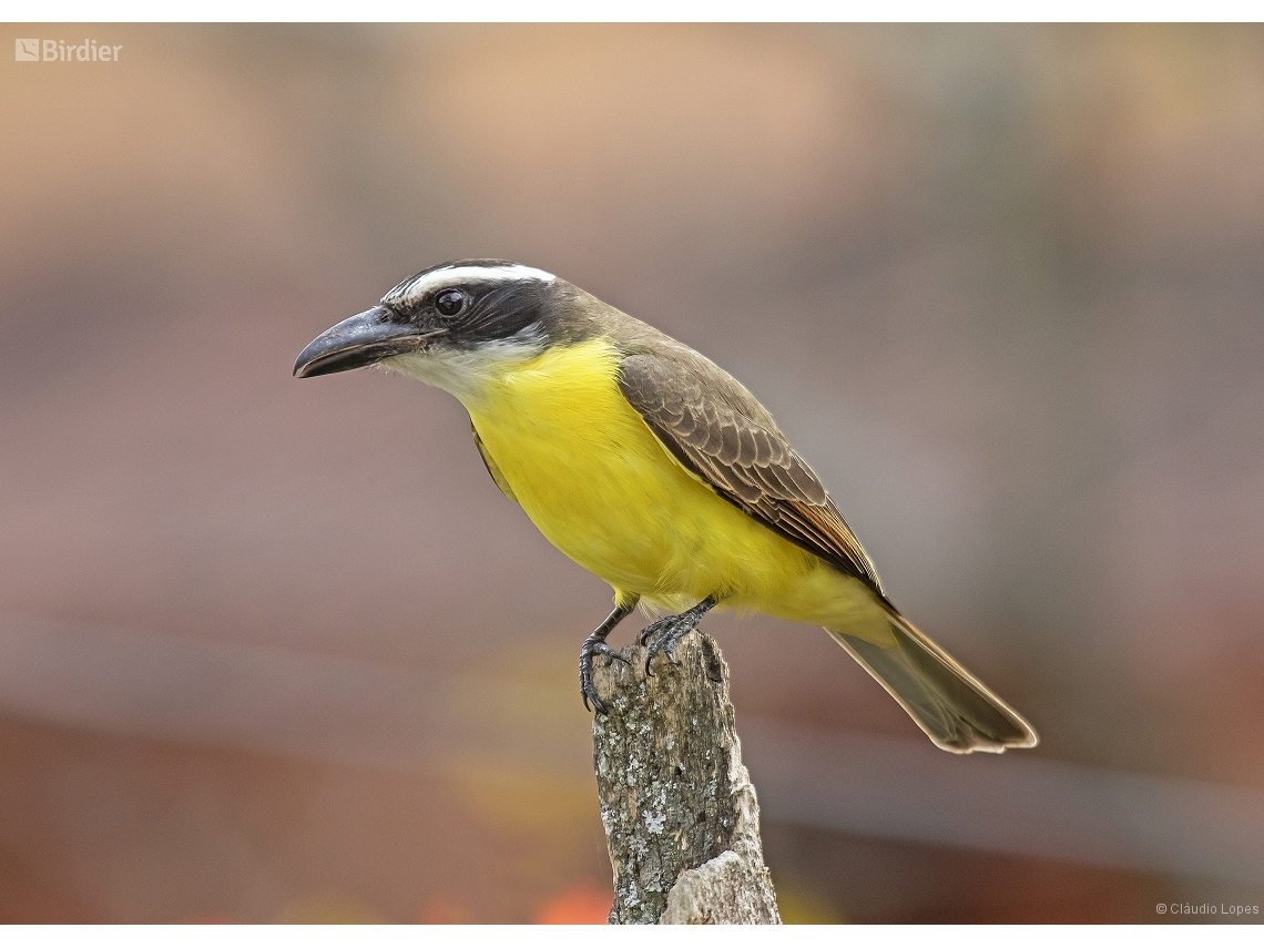 Megarynchus pitangua