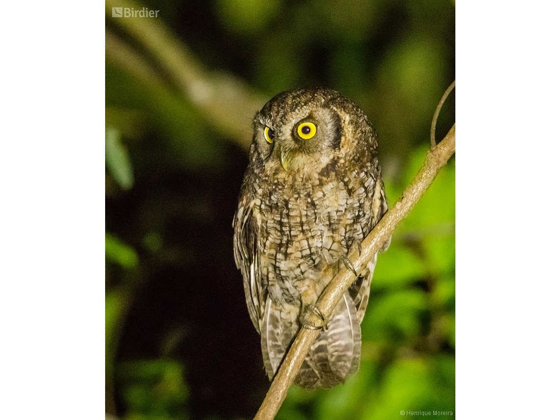 Megascops atricapilla