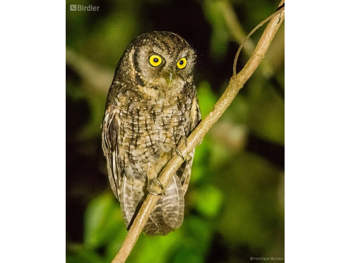 Megascops atricapilla