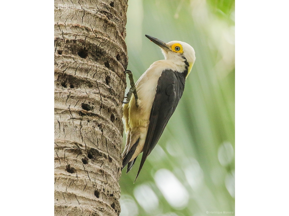 Melanerpes candidus