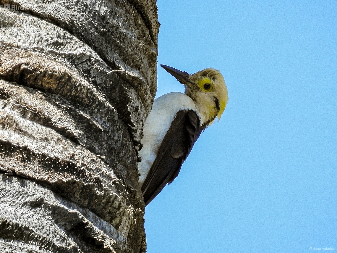 Melanerpes candidus
