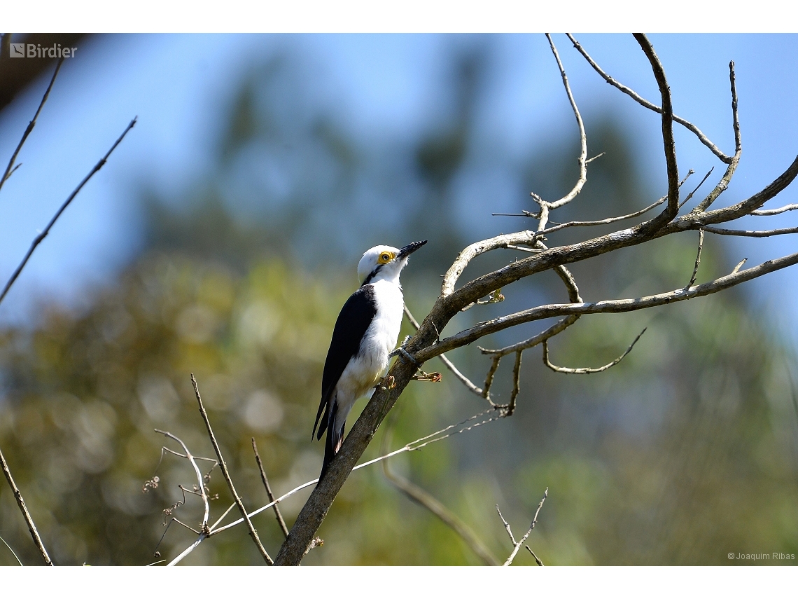 Melanerpes candidus