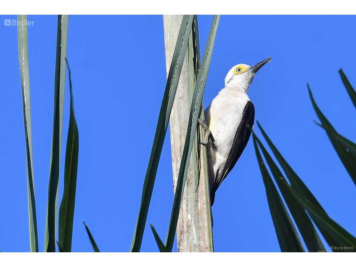 Melanerpes candidus