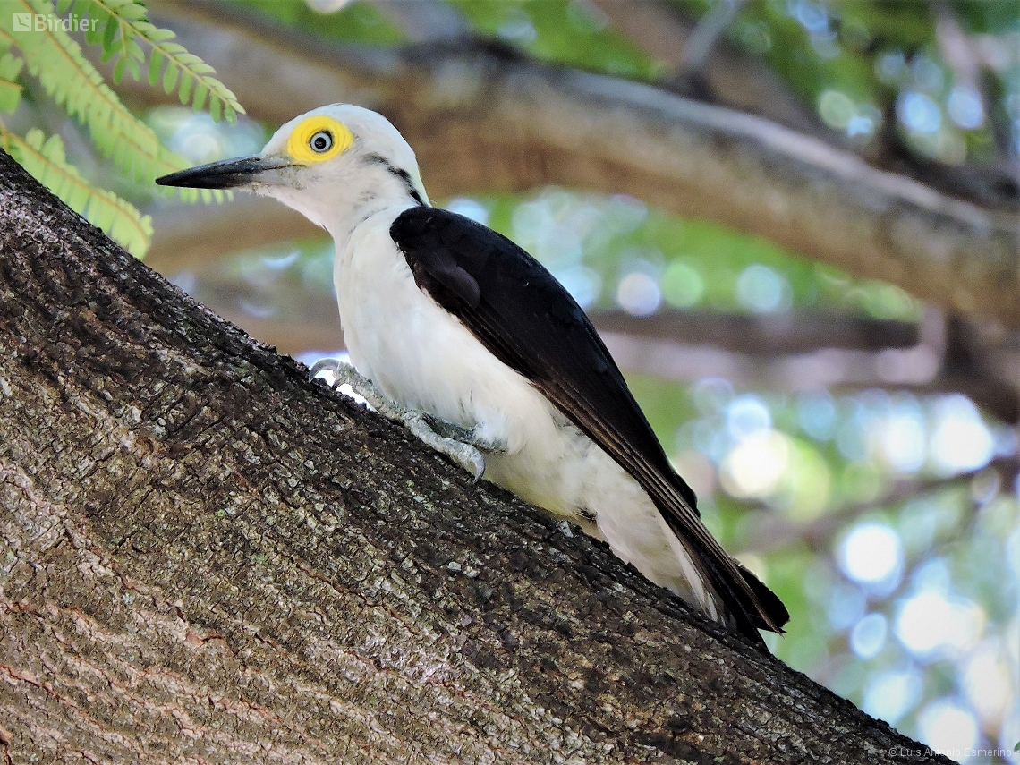Melanerpes candidus