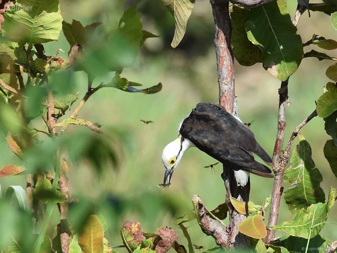 Melanerpes candidus