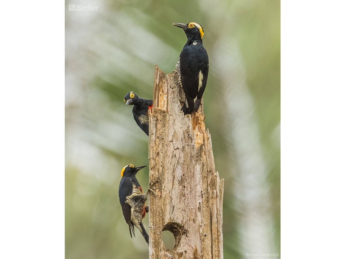 Melanerpes cruentatus