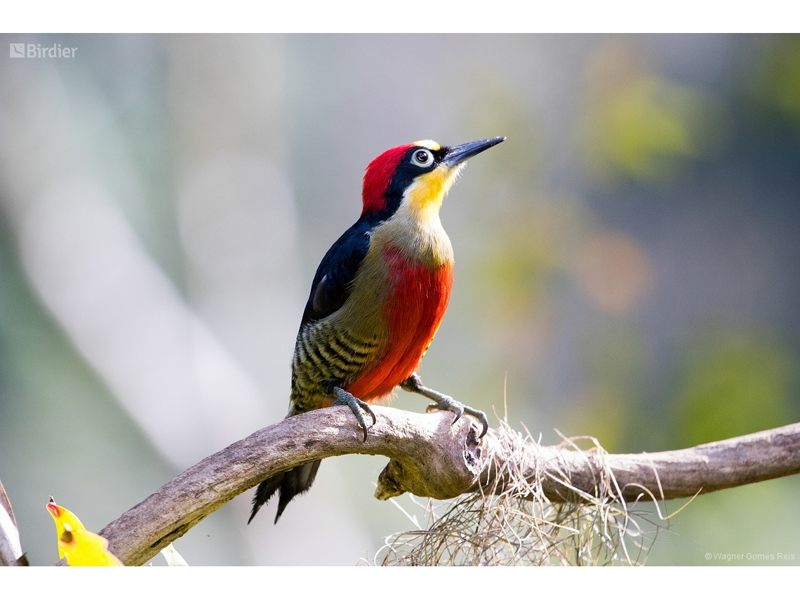 Melanerpes flavifrons