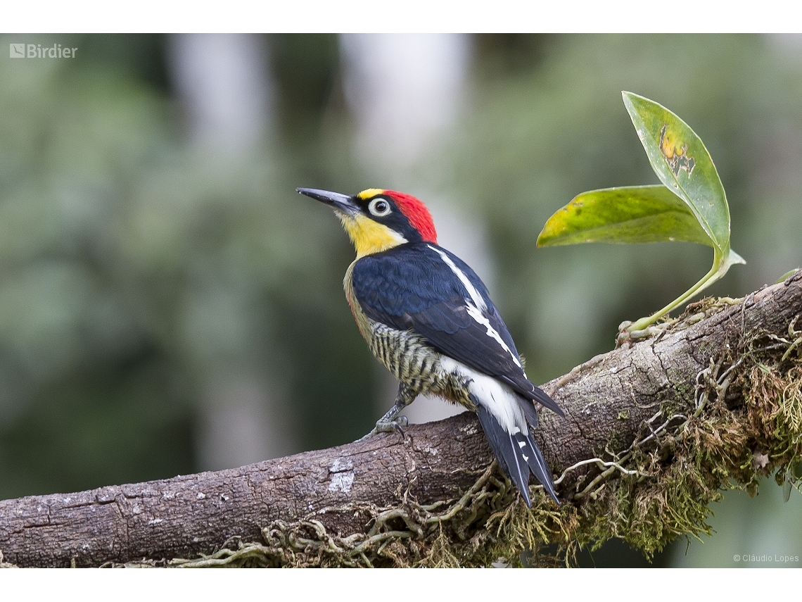 Melanerpes flavifrons